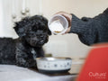Woman pouring dog food into bowl