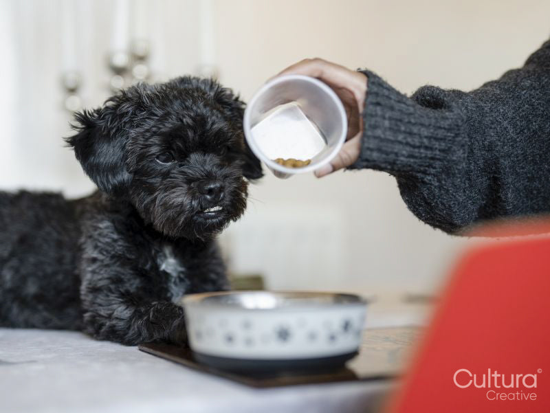 Woman pouring dog food into bowl