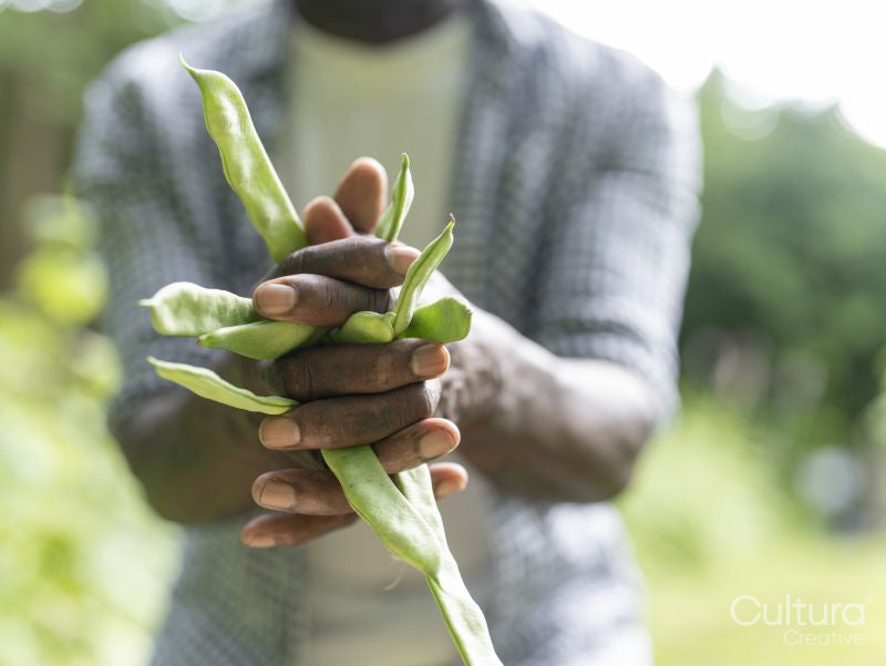 Close-up of man holding green beans from garden