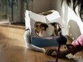 Woman playing with cat lying in cardboard pet bed
