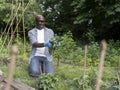 Mature man collecting cabbage in allotment