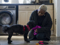Woman preparing Shih Tzu Poodle for walk at home