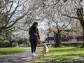 Woman walking with dog in park during springtime