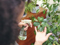 Woman watering plants at home,close up