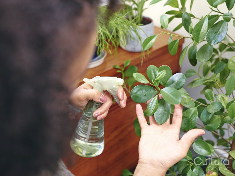 Woman watering plants at home,close up