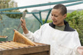 Female beekeeper removing frame from beehive in urban garden