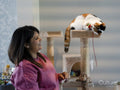 Woman and cat playing with toys on scratching post at home