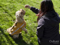 Woman giving snack to dog during training in park