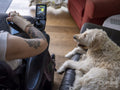 Woman in electric wheelchair using phone next to dog