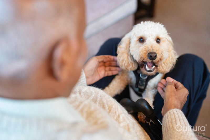 Senior man taking care of dog