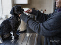 Woman brushing Shih Tzu Poodle teeth in bathroom