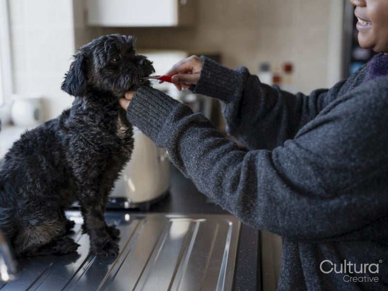 Woman brushing Shih Tzu Poodle teeth in bathroom