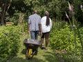 Mature couple gardening in allotment