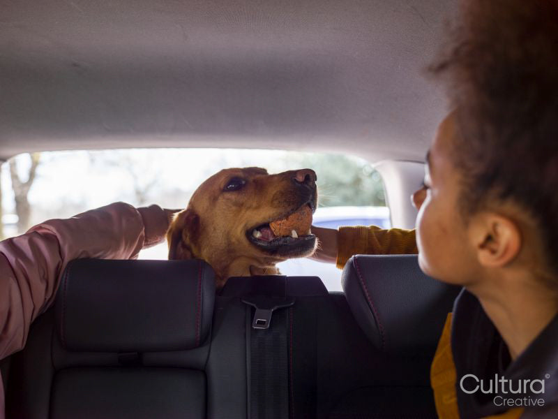 Girl with dog in car