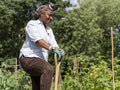 Mature woman gardening in allotment