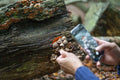 Man photographing mushroom growing on log in forest