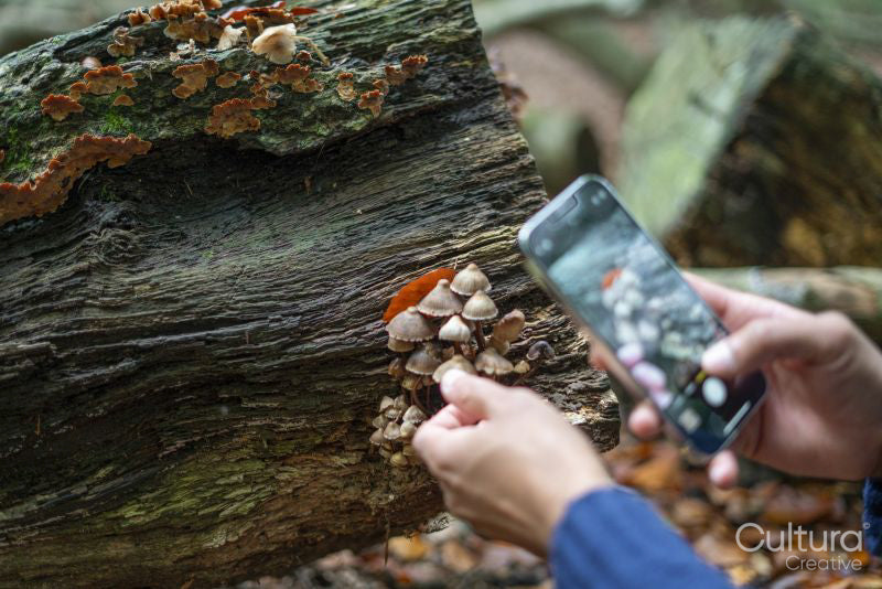 Man photographing mushroom growing on log in forest