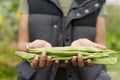 Close-up of woman holding homegrown green bean in urban garden