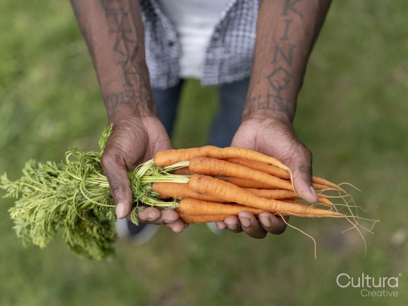 Close-up of man holding carrots from garden