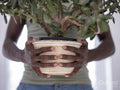Close-up of person holding jade plant
