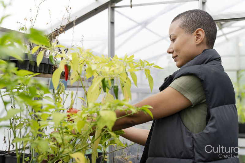 Woman inspecting tomatoes growing in greenhouse