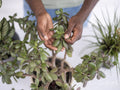 Close-up of hands touching jade plant at home