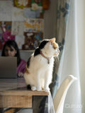 Portrait of cat sitting on dining table at home while woman working on laptop