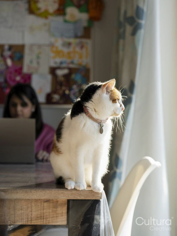 Portrait of cat sitting on dining table at home while woman working on laptop