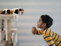 Boy playing with cat on scratching post at home