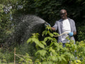Smiling mature man watering plants in garden