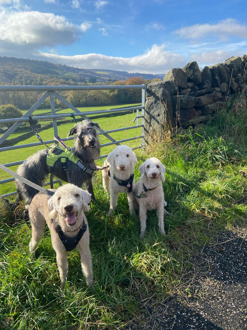 The Office Dogs