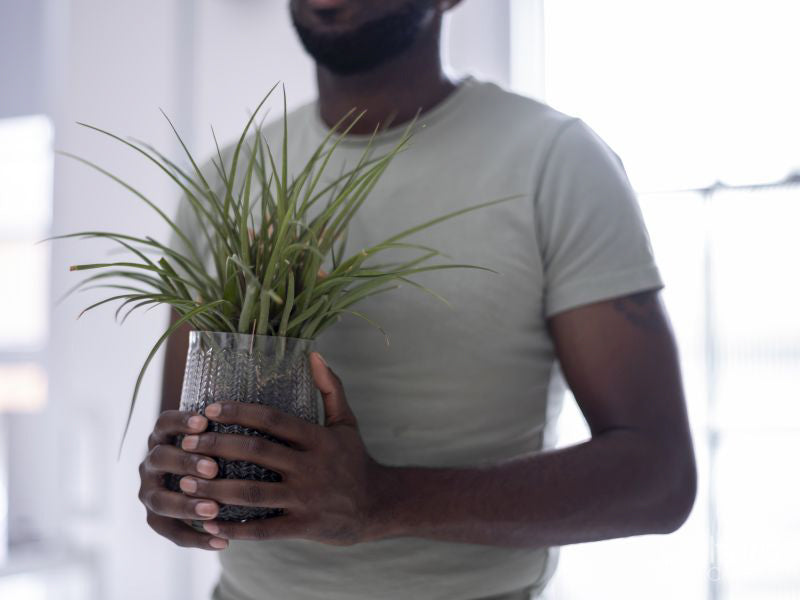 Midsection of person holding potted plant