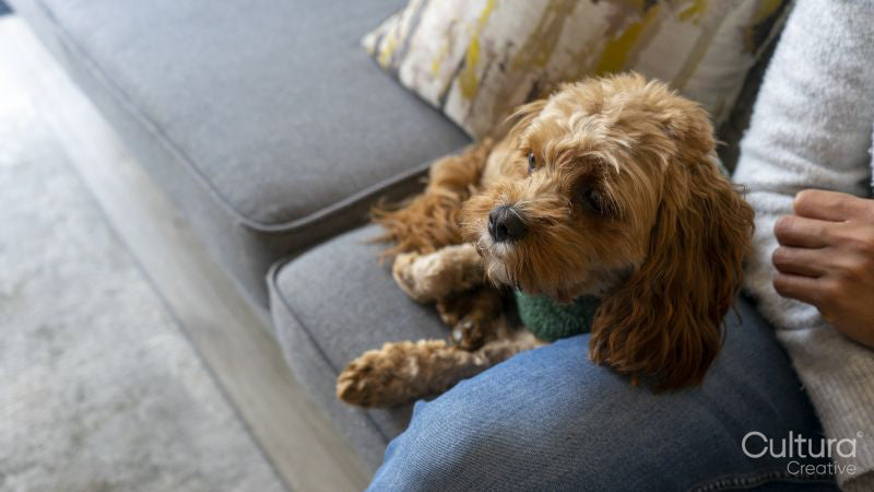 Man and dog sitting on sofa