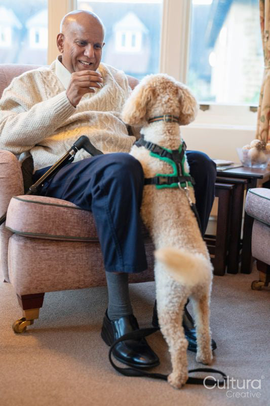 Senior man giving snack to dog