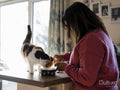 Woman preparing food for cat in kitchen