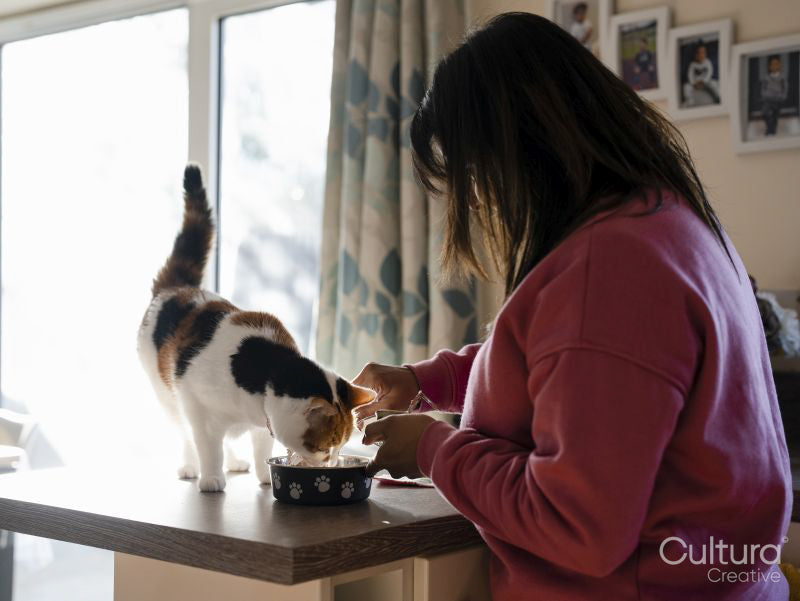 Woman preparing food for cat in kitchen
