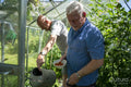 Senior male couple gardening