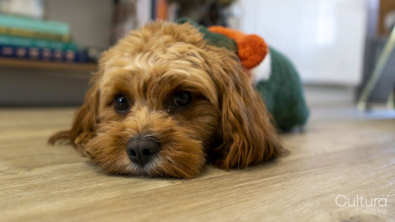 Portrait of small dog relaxing on floor