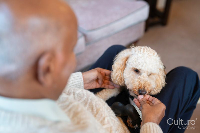 Senior man giving snack to dog