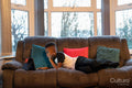 Boy with laptop lying on sofa