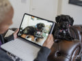 Woman filming Shih Tzu Poodle on digital tablet during video call with vet