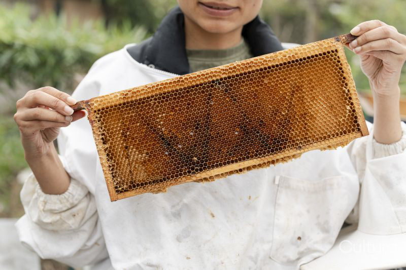 Close-up of female beekeeper holding frame from beehive in urban garden