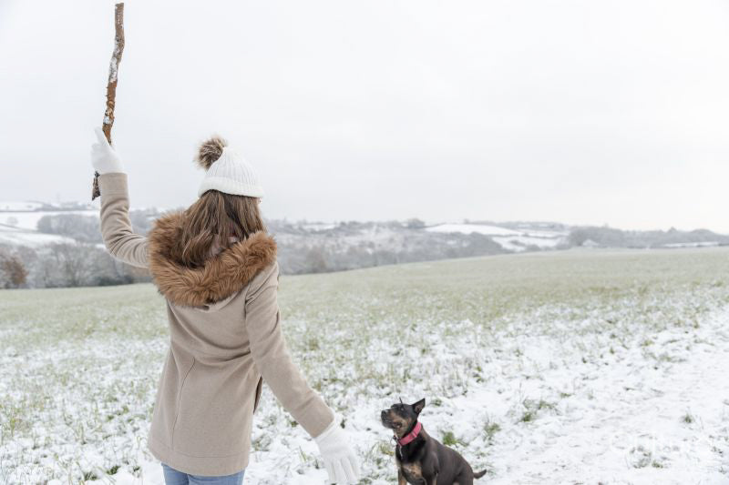 Rear view of woman throwing stick for dog in snowy field