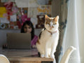 Portrait of cat sitting on dining table at home while woman working on laptop