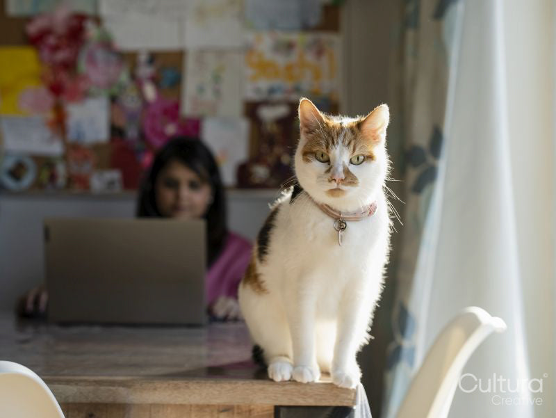 Portrait of cat sitting on dining table at home while woman working on laptop