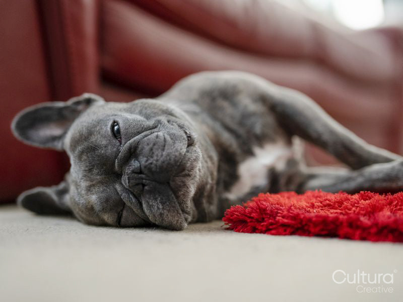 French Bulldog sleeping on floor