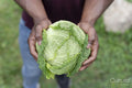 Close-up of man holding homegrown cabbage in urban garden