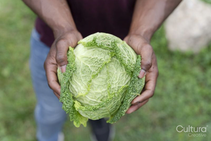 Close-up of man holding homegrown cabbage in urban garden