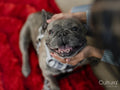 Portrait of French Bulldog looking at camera
