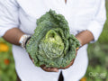 Mature woman holding cabbage in allotment